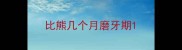 比熊几个月磨牙期