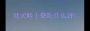 幼犬哈士奇吃什么好
