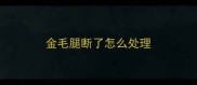 金毛腿断了怎么处理