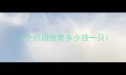 三个月边牧卖多少钱一只