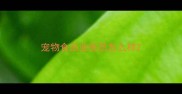 宠物食品业务员怎么样