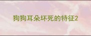 狗狗耳朵坏死的特征