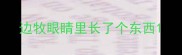 边牧眼睛里长了个东西