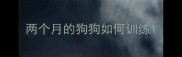 两个月的狗狗如何训练