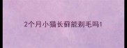 2个月小猫长藓能剃毛吗