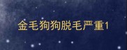 金毛狗狗脱毛严重