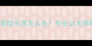 半岁拉布拉多爱咬东西怎么办专业训犬师教你5步纠正法