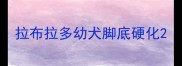 拉布拉多幼犬脚底硬化
