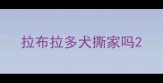 拉布拉多犬撕家吗