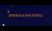 宠物狗长毛卷毛有那些