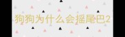 狗狗为什么会摇尾巴