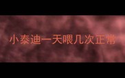 小泰迪一天喂几次正常