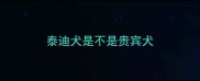 泰迪犬是不是贵宾犬