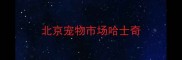 北京宠物市场哈士奇