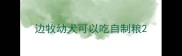 边牧幼犬可以吃自制粮