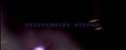 拉布拉多换毛期掉毛量全科学养护指南