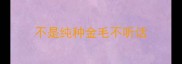 不是纯种金毛不听话