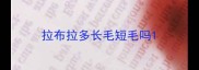 拉布拉多长毛短毛吗