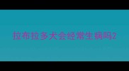 拉布拉多犬会经常生病吗