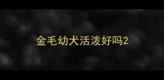 金毛幼犬活泼好吗