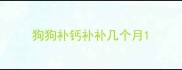 狗狗补钙补补几个月