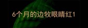 6个月的边牧眼睛红