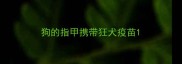 狗的指甲携带狂犬疫苗