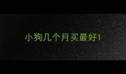 小狗几个月买最好