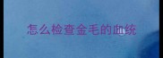 怎么检查金毛的血统