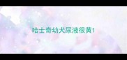哈士奇幼犬尿液很黄