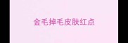 金毛掉毛皮肤红点