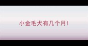 小金毛犬有几个月