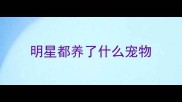 明星都养了什么宠物