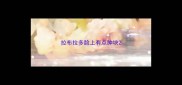 拉布拉多脸上有点肿块