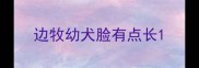 边牧幼犬脸有点长