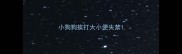 小狗狗挨打大小便失禁