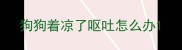 狗狗着凉了呕吐怎么办