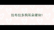拉布拉多狗耳朵硬块