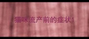 猫咪流产前的症状