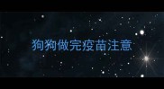 狗狗做完疫苗注意