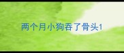 两个月小狗吞了骨头