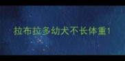 拉布拉多幼犬不长体重