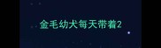 金毛幼犬每天带着