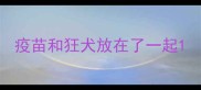 疫苗和狂犬放在了一起