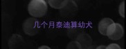 几个月泰迪算幼犬