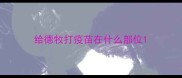 给德牧打疫苗在什么部位