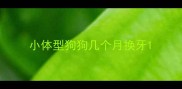 小体型狗狗几个月换牙