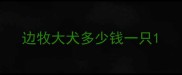 边牧大犬多少钱一只