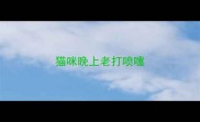 猫咪晚上老打喷嚏