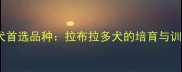 导盲犬首选品种拉布拉多犬的培育与训练全